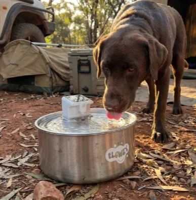 Dog drinking from Flowwy